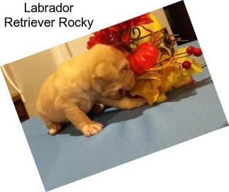 Labrador Retriever Rocky