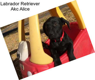 Labrador Retriever Akc Alice