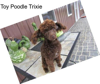 Toy Poodle Trixie