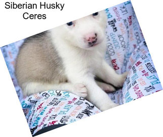Siberian Husky Ceres