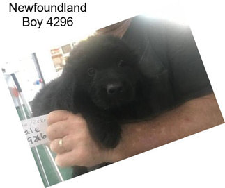 Newfoundland Boy 4296