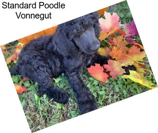 Standard Poodle Vonnegut