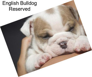 English Bulldog Reserved