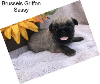 Brussels Griffon Sassy