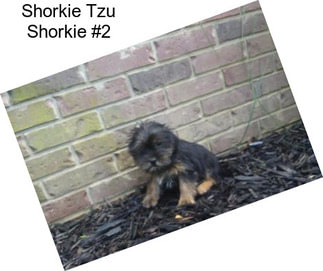 Shorkie Tzu Shorkie #2