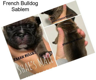 French Bulldog Sablem