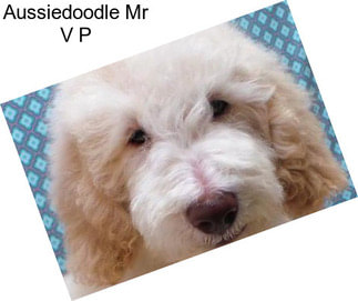 Aussiedoodle Mr V P