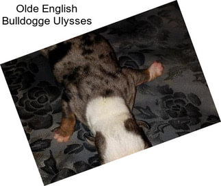 Olde English Bulldogge Ulysses