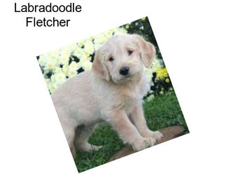 Labradoodle Fletcher