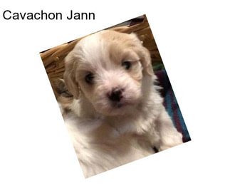 Cavachon Jann