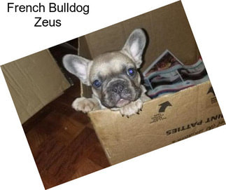 French Bulldog Zeus
