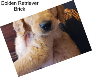 Golden Retriever Brick