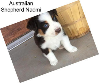 Australian Shepherd Naomi