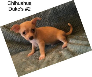 Chihuahua Duke\'s #2