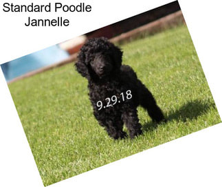 Standard Poodle Jannelle