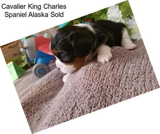 Cavalier King Charles Spaniel Alaska Sold