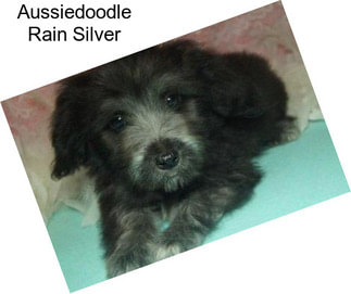 Aussiedoodle Rain Silver