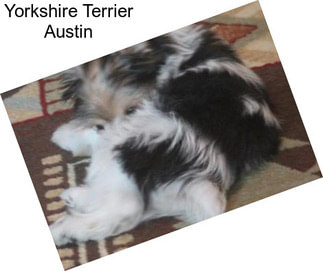 Yorkshire Terrier Austin