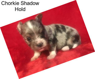 Chorkie Shadow Hold