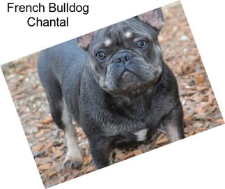 French Bulldog Chantal