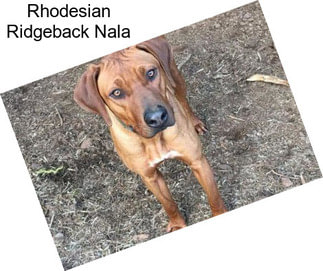 Rhodesian Ridgeback Nala