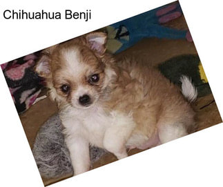 Chihuahua Benji
