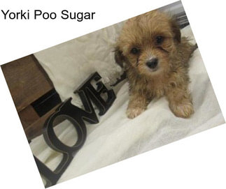 Yorki Poo Sugar