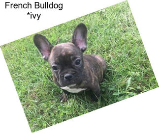French Bulldog *ivy
