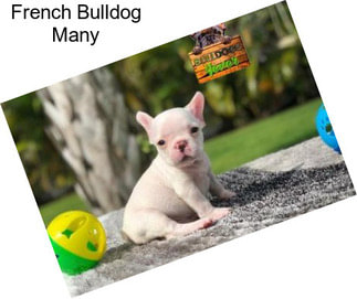 French Bulldog Many