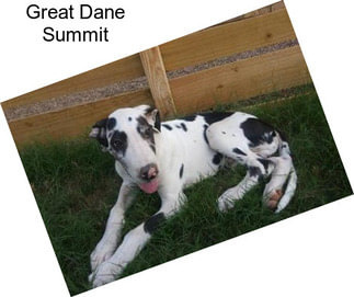 Great Dane Summit