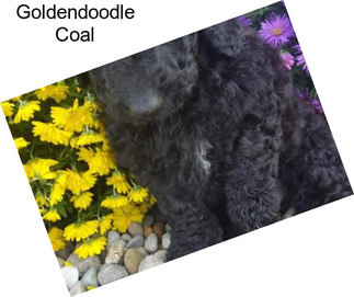 Goldendoodle Coal