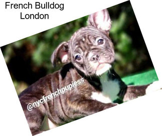 French Bulldog London