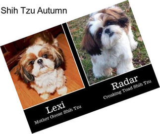 Shih Tzu Autumn