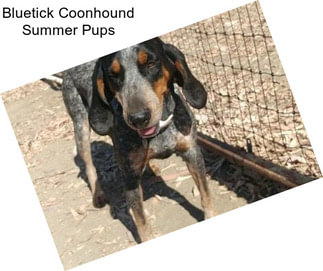 Bluetick Coonhound Summer Pups