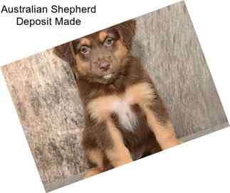 Australian Shepherd Deposit Made