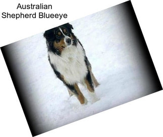 Australian Shepherd Blueeye