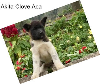 Akita Clove Aca