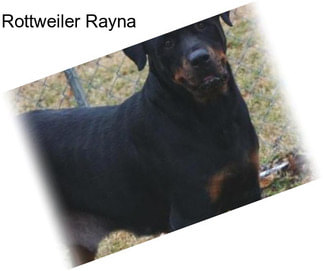 Rottweiler Rayna
