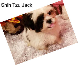 Shih Tzu Jack