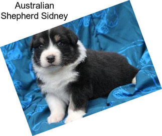 Australian Shepherd Sidney
