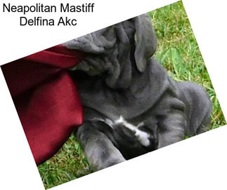 Neapolitan Mastiff Delfina Akc