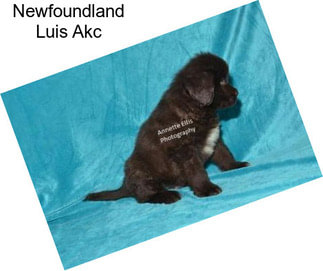 Newfoundland Luis Akc