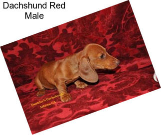 Dachshund Red Male