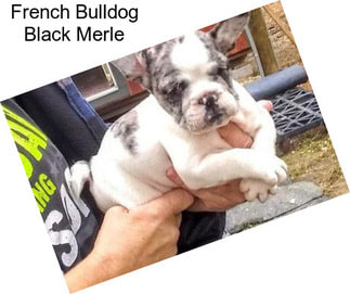 French Bulldog Black Merle