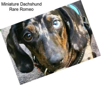 Miniature Dachshund Rare Romeo