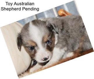 Toy Australian Shepherd Pending