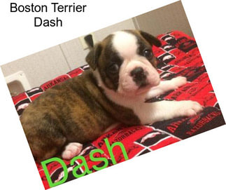 Boston Terrier Dash