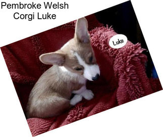 Pembroke Welsh Corgi Luke