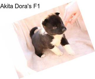 Akita Dora\'s F1