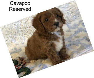 Cavapoo Reserved